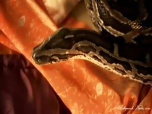 Indian babe has a snake with her in bed to cuddle in fetish scene