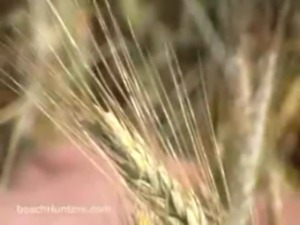 Amateur fuck spycamed in the wheat free